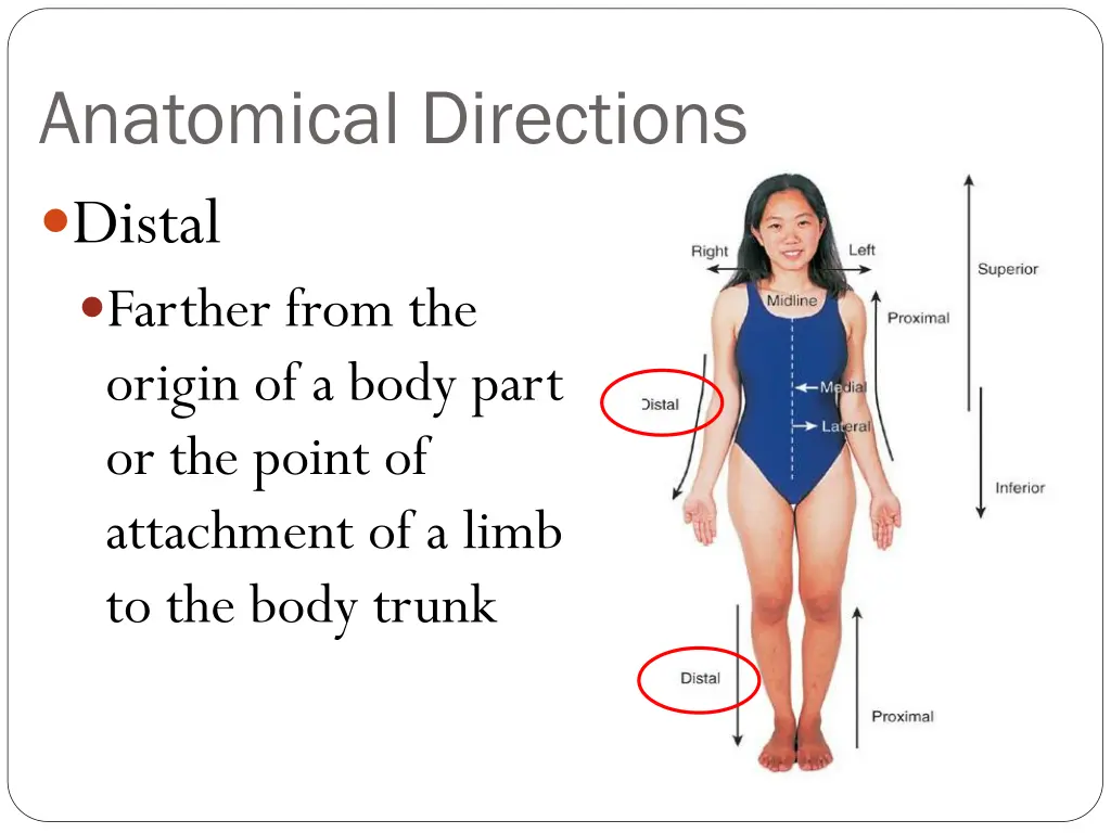 anatomical directions distal farther from