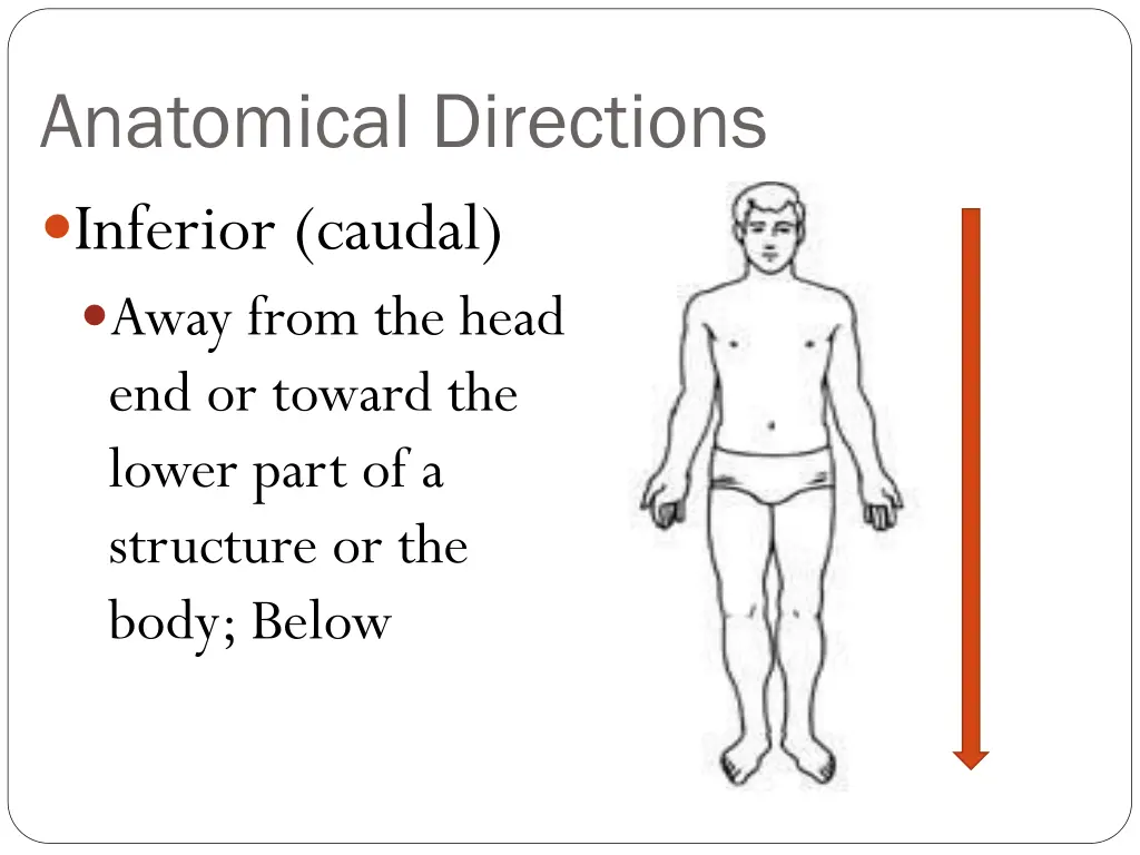 anatomical directions inferior caudal away from