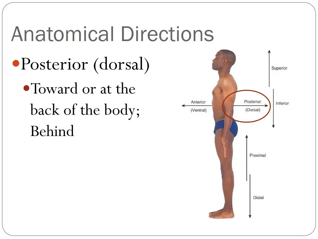 anatomical directions posterior dorsal toward