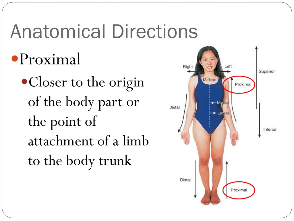 anatomical directions proximal closer