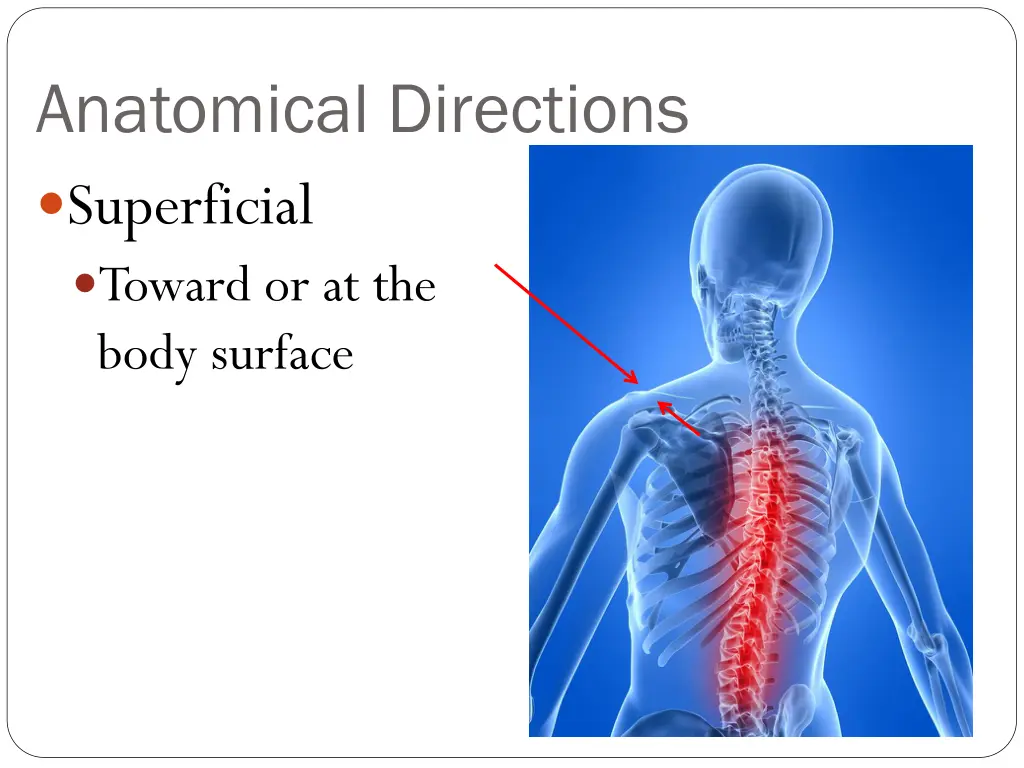 anatomical directions superficial toward