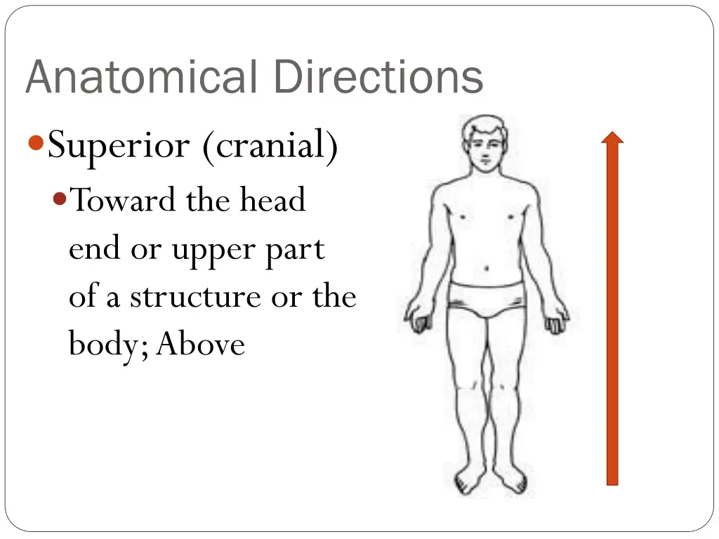 anatomical directions superior cranial toward