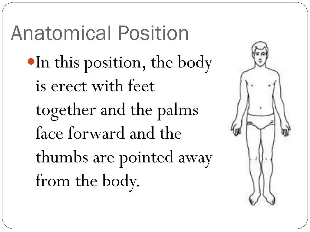 anatomical position in this position the body