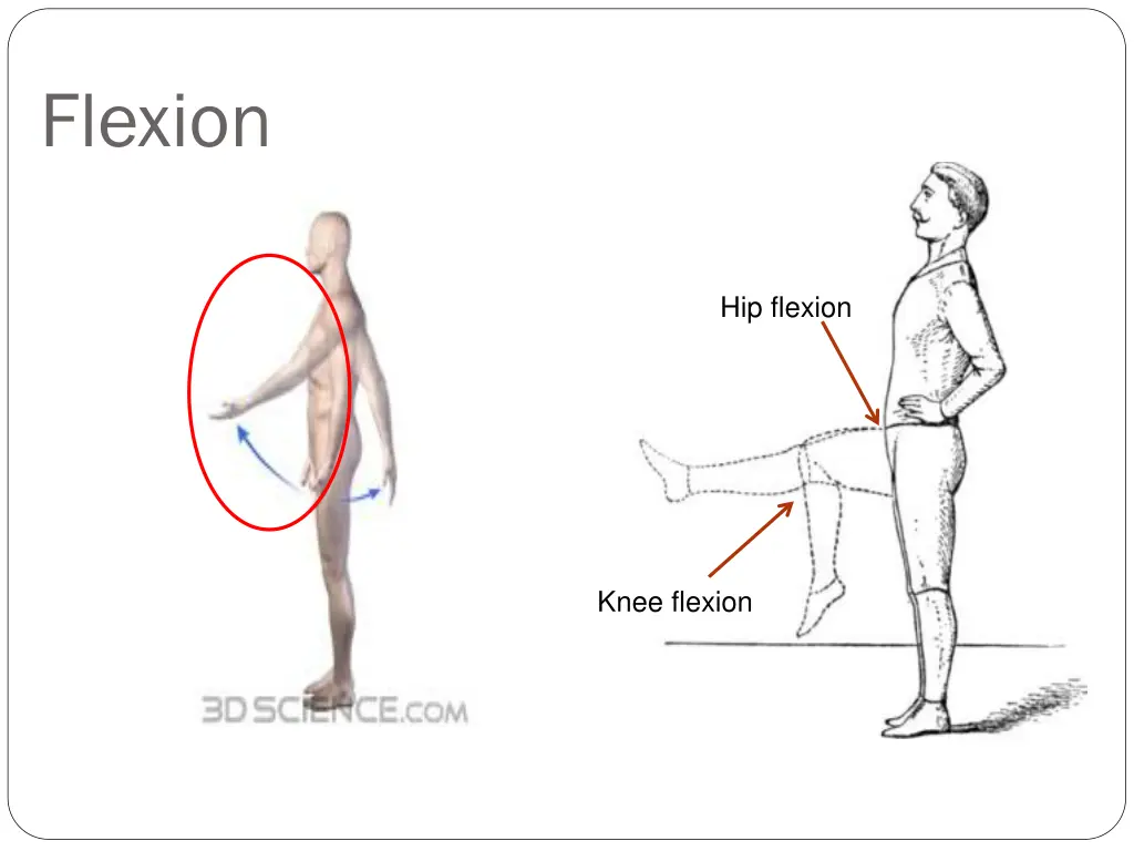 flexion