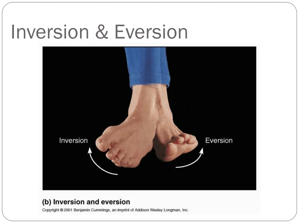 inversion eversion