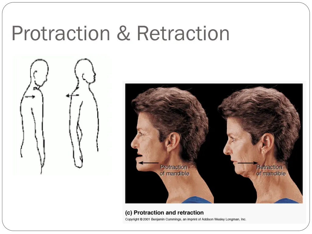 protraction retraction