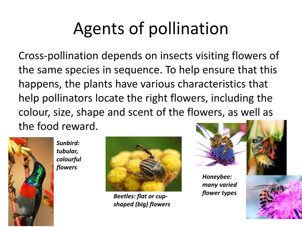 agents of pollination