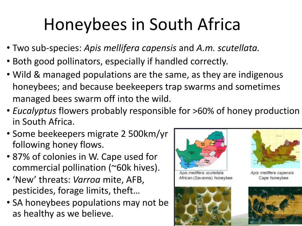 honeybees in south africa