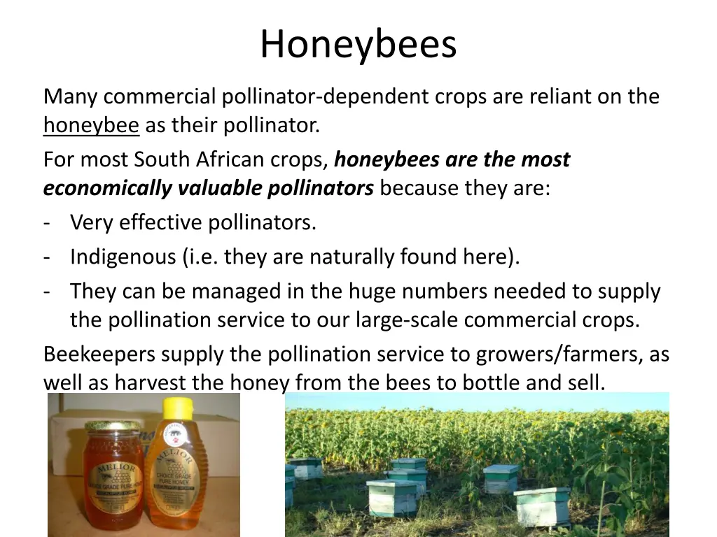 honeybees