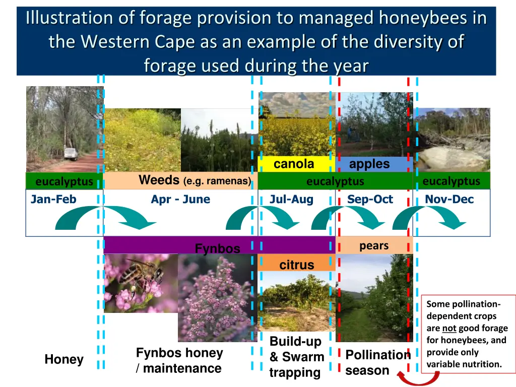 illustration of forage provision to managed