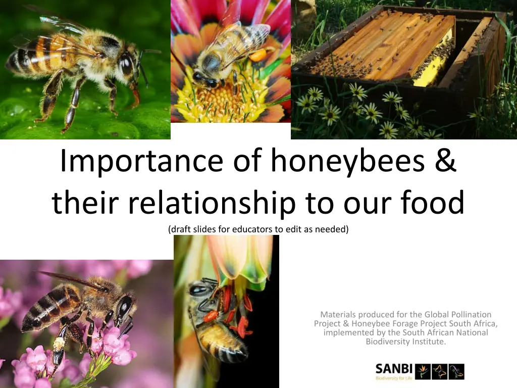 importance of honeybees their relationship