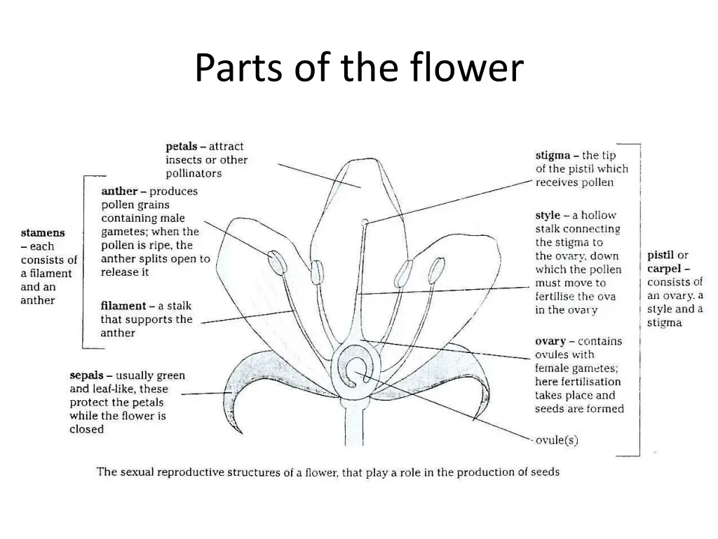 parts of the flower