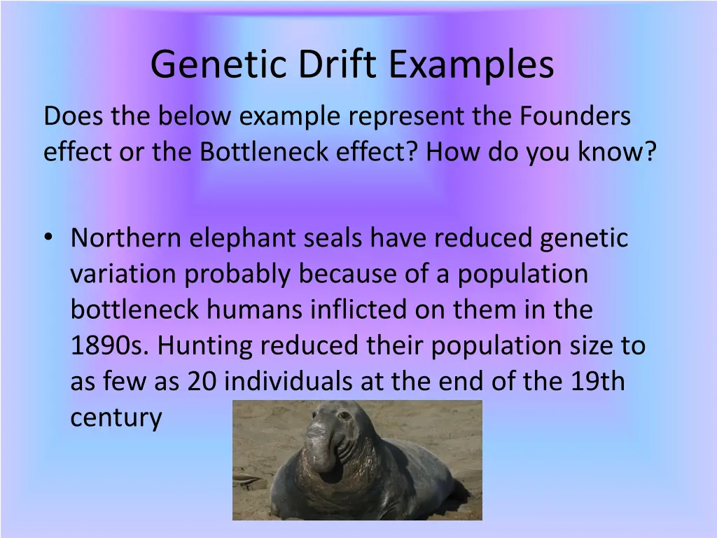 genetic drift examples does the below example