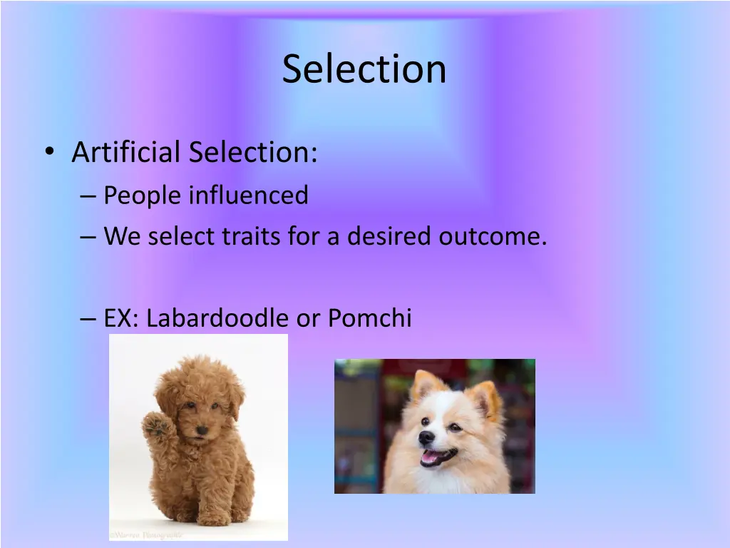 selection