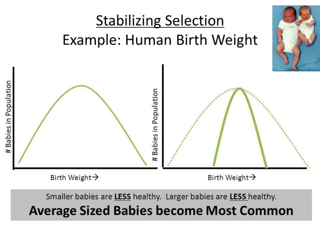 stablilizing selection