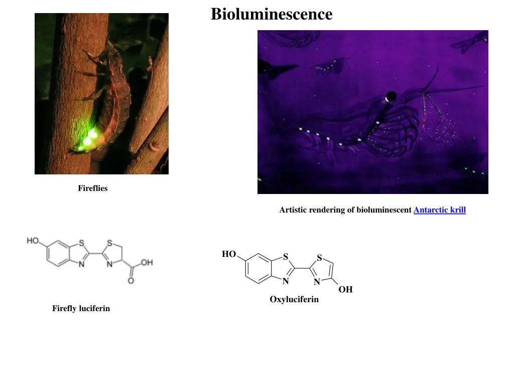 bioluminescence