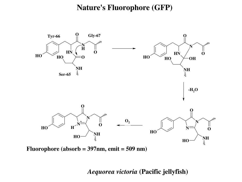 nature s fluorophore gfp