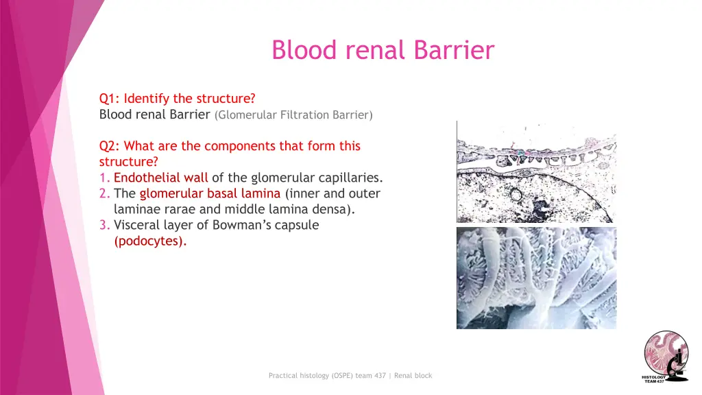 blood renal barrier