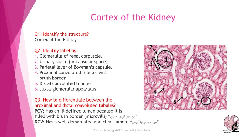 cortex of the kidney