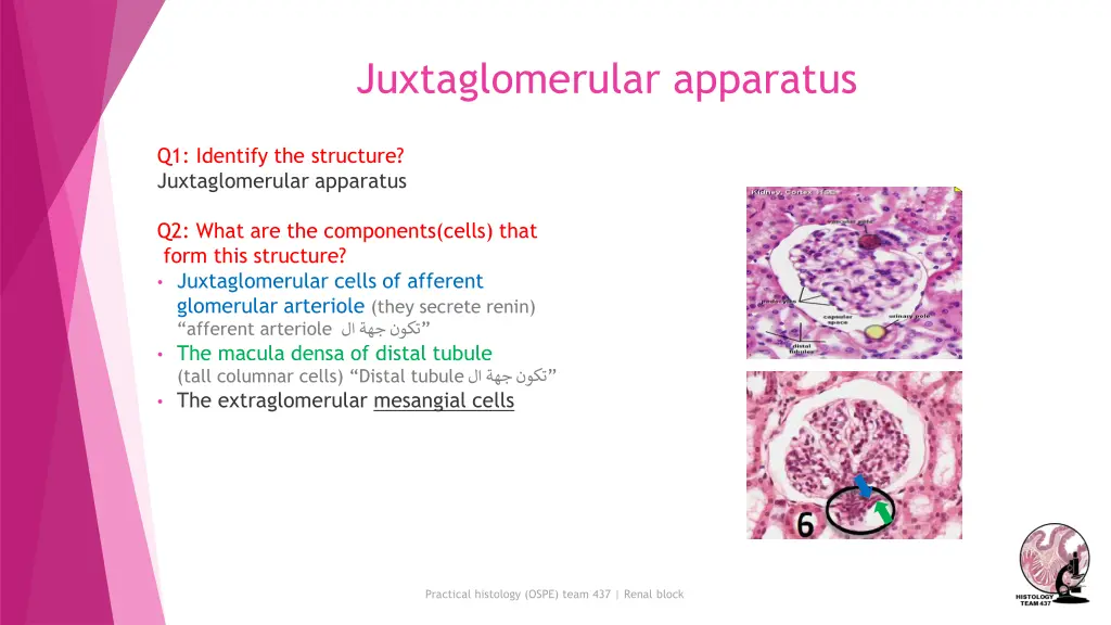 juxtaglomerular apparatus