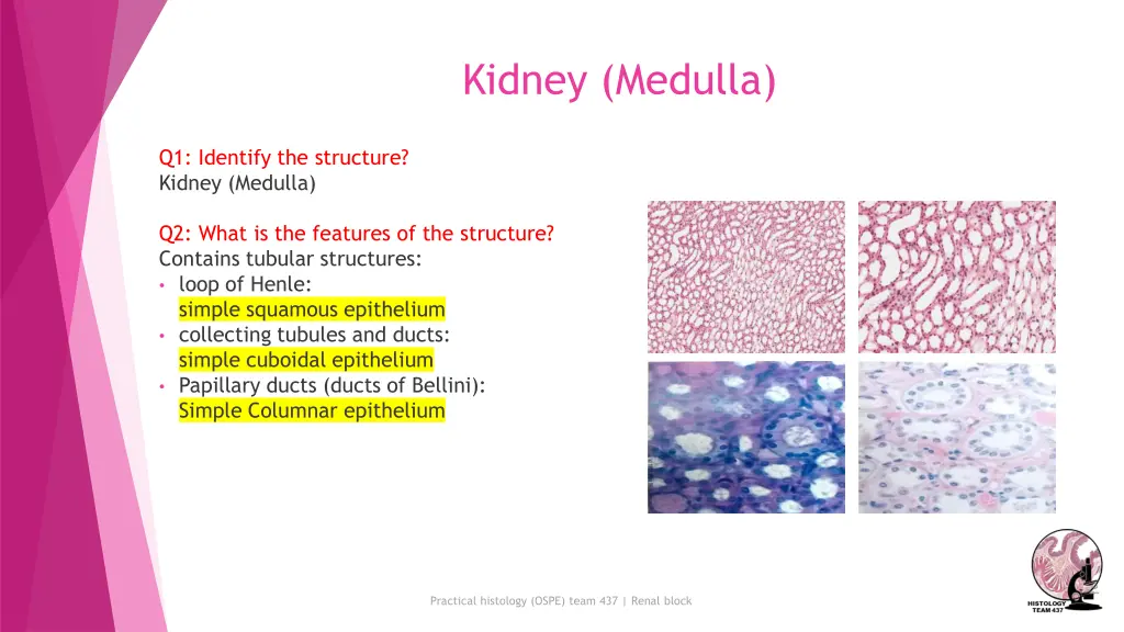 kidney medulla