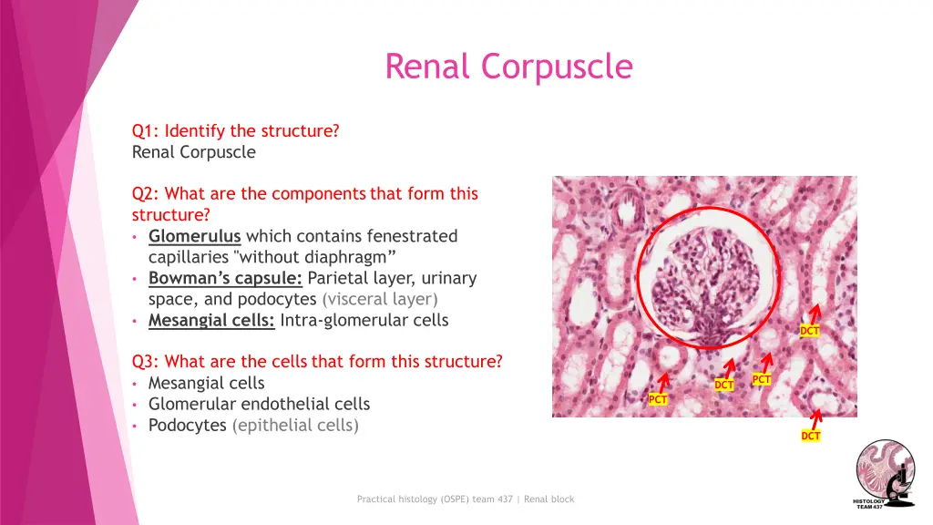 renal corpuscle