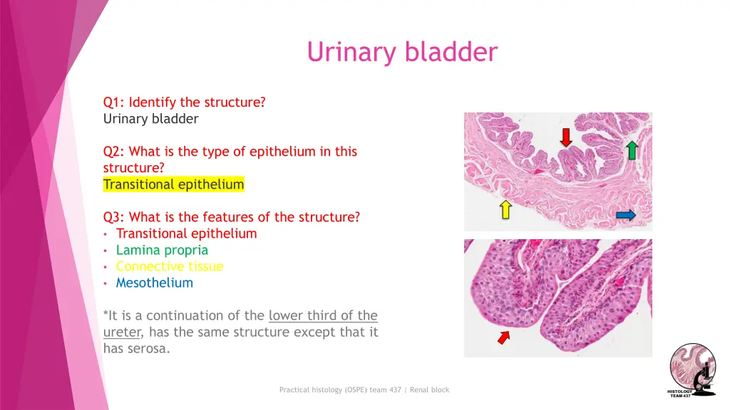 urinary bladder