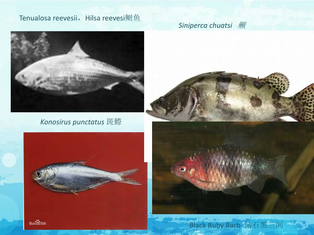 tenualosa reevesii hilsa reevesi