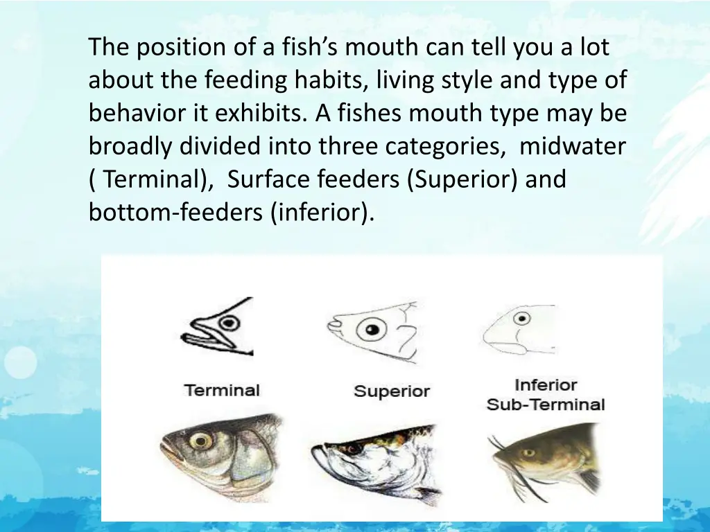 the position of a fish s mouth can tell