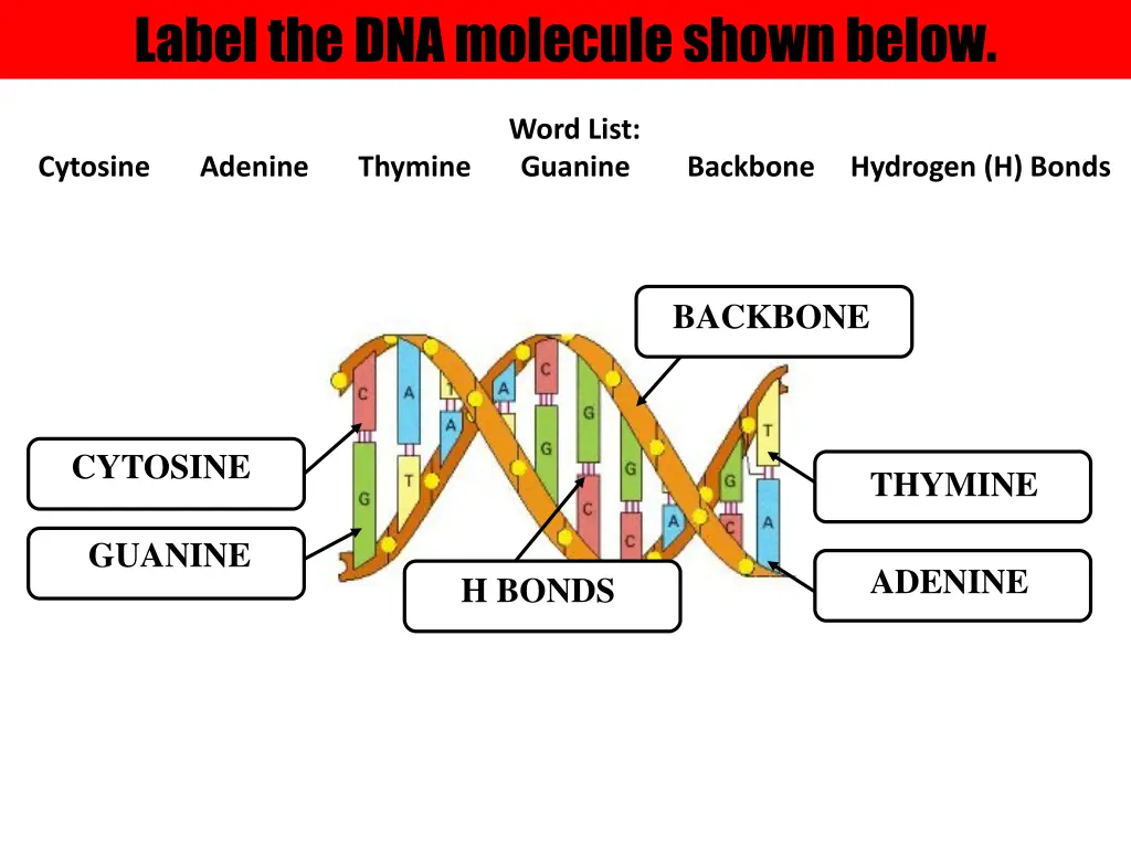 label the dna molecule shown below