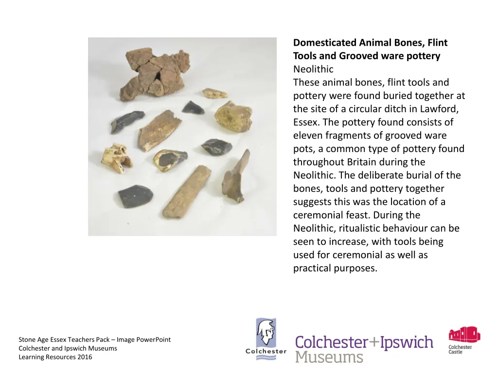 domesticated animal bones flint tools and grooved