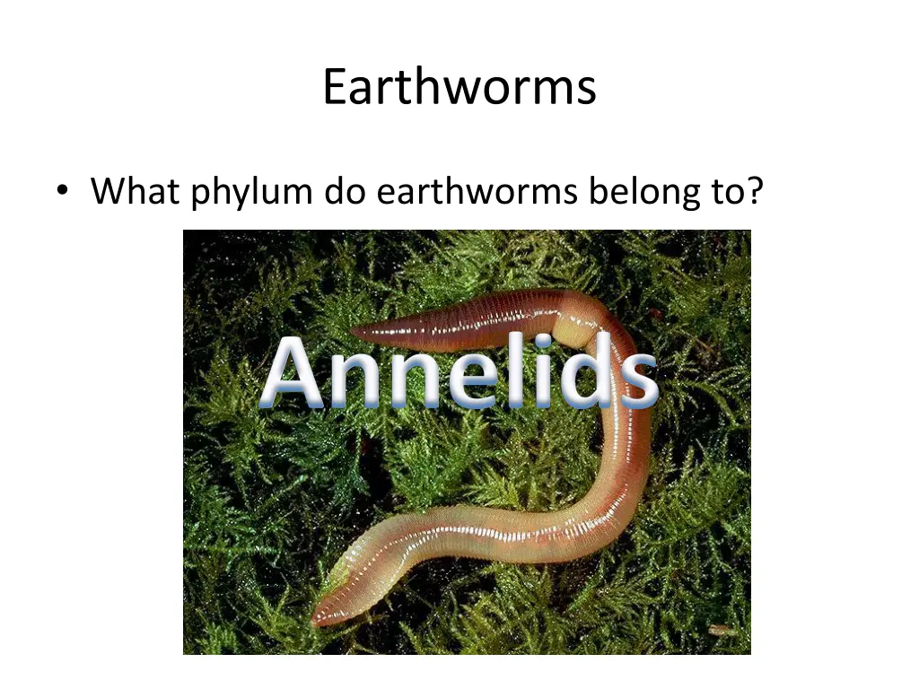 earthworms 1