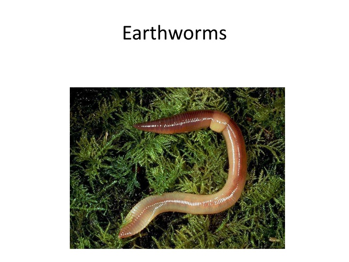 earthworms