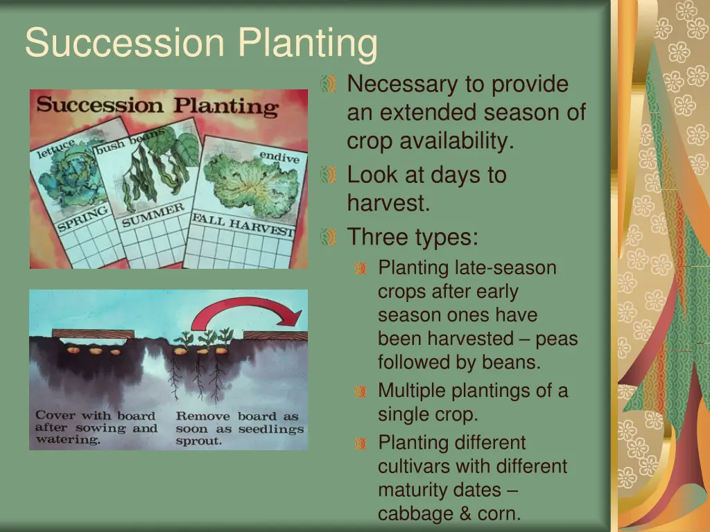 succession planting