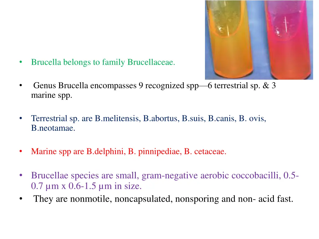 brucella belongs to family brucellaceae