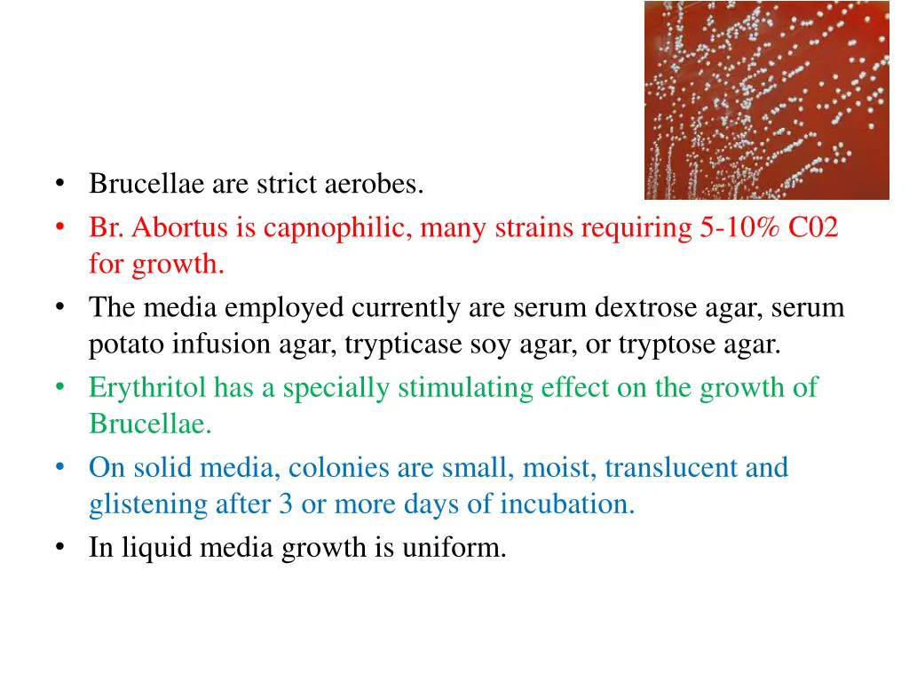 brucellae are strict aerobes br abortus