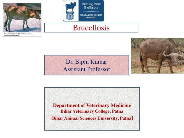 brucellosis