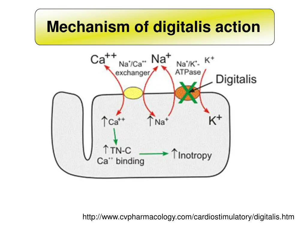 mechanism of digitalis action