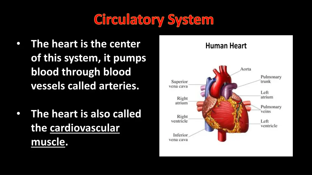 circulatory system 1