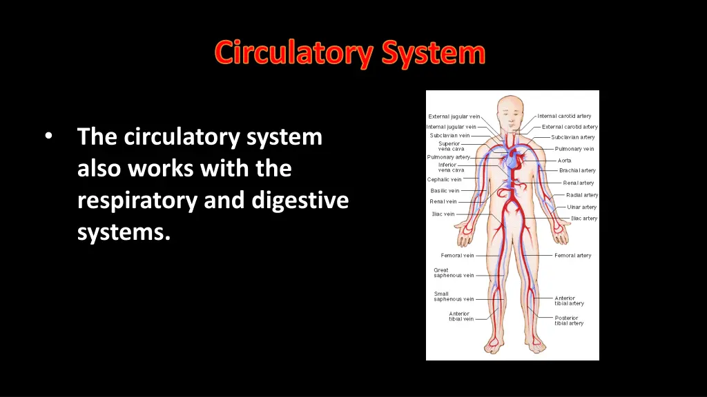 circulatory system 2