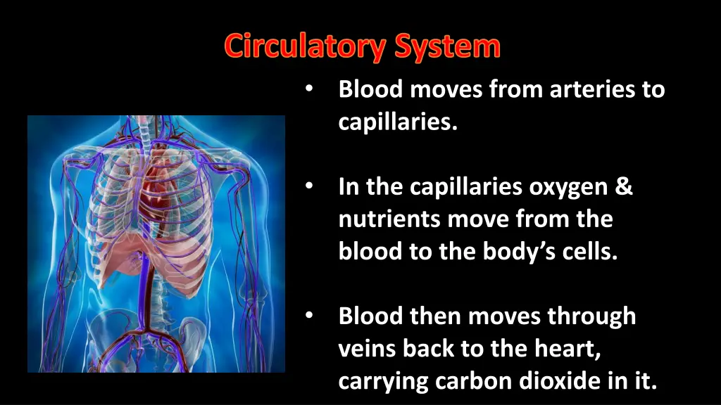 circulatory system blood moves from arteries