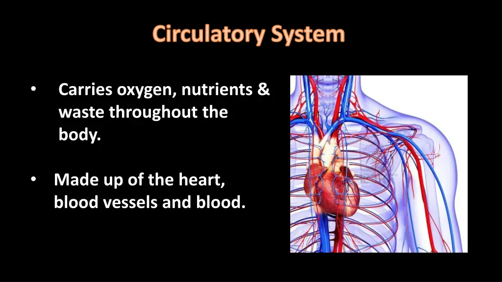 circulatory system