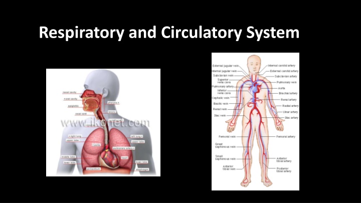 respiratory and circulatory system