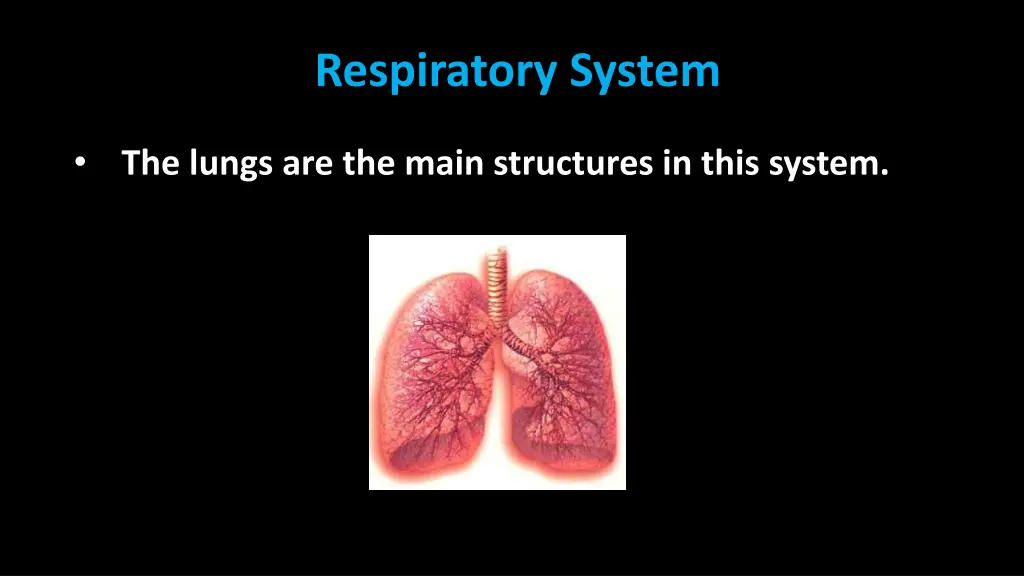 respiratory system 1