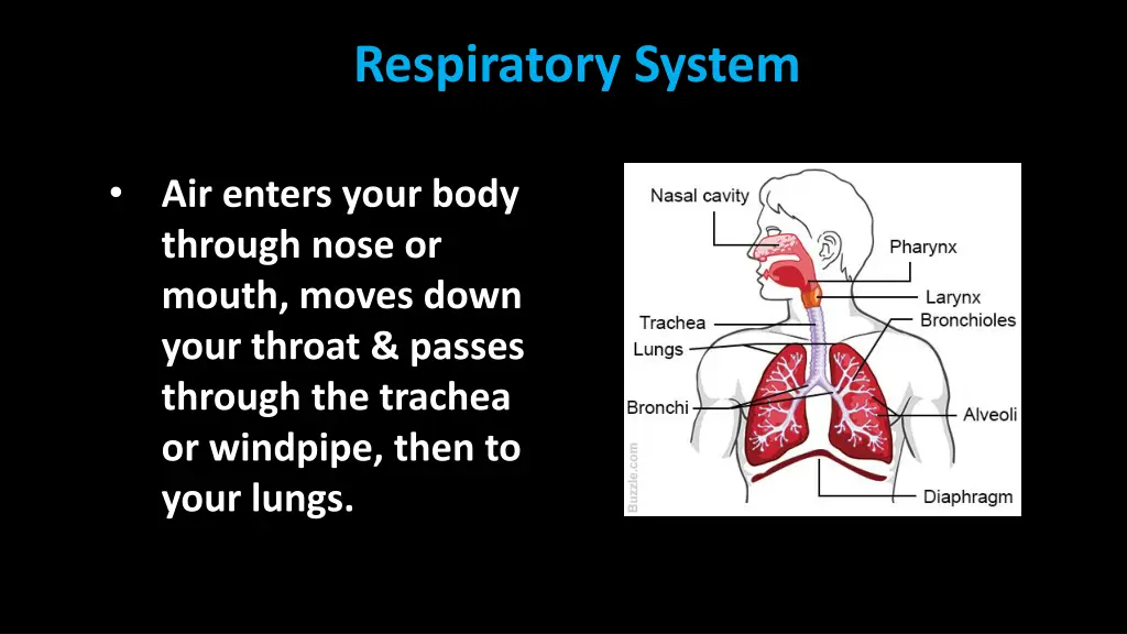 respiratory system 2