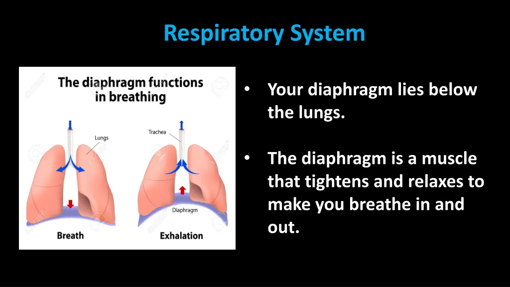 respiratory system 3