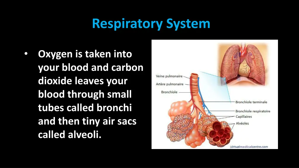 respiratory system 4