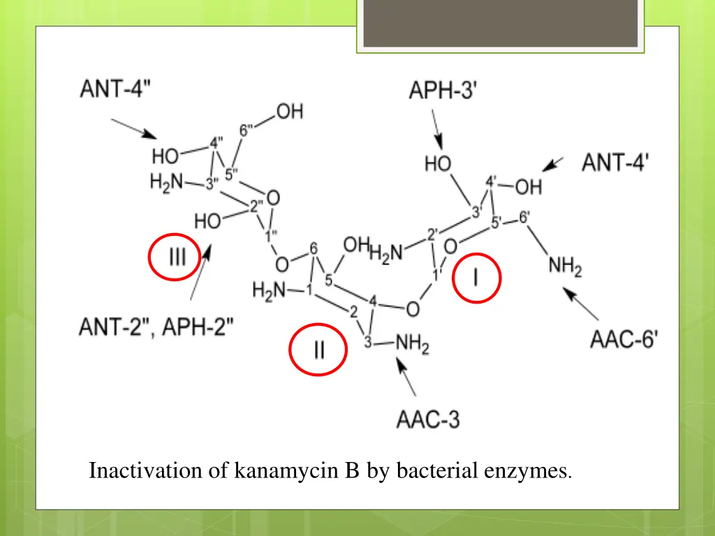 inactivation of kanamycin b by bacterial enzymes