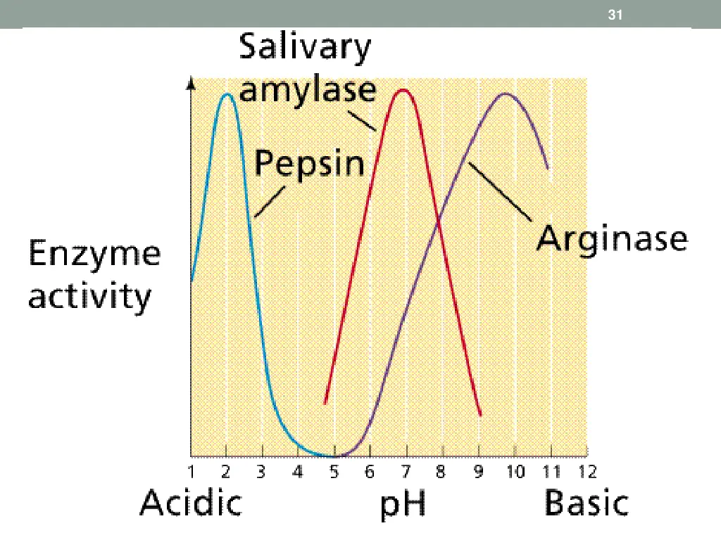 slide31