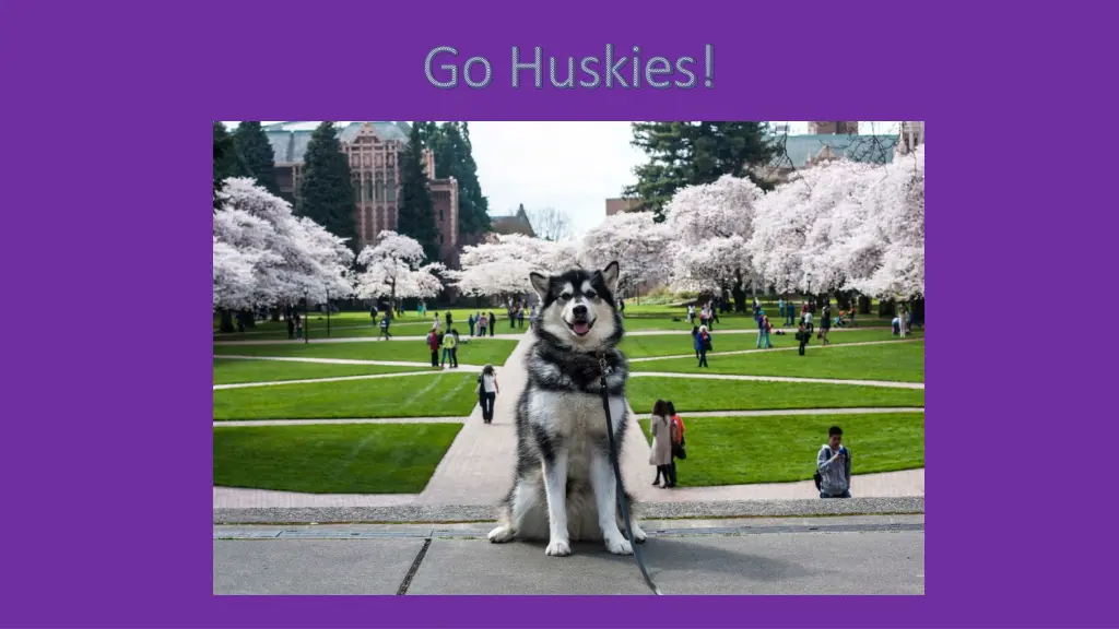 go huskies go huskies